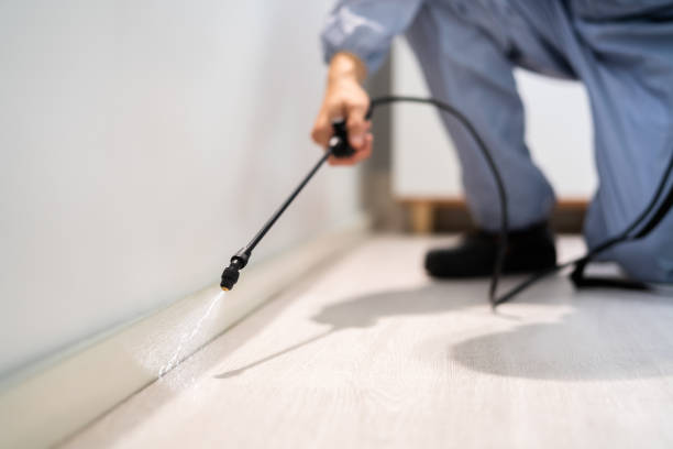 Licensed Wasp Removal service in Richwood, WV - Show Me Pest Control